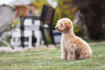 little dog maltipu walks on green grass in the park