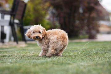 little dog maltipu walks on green grass in the park