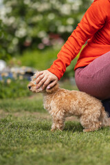 a small dog on the street is stroked by the owner