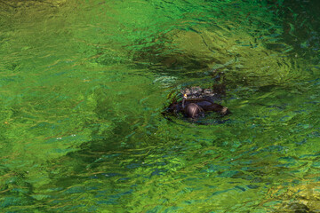 Schnorchler am Traunfall in Oberösterreich