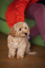 a small dog of the Maltipu breed sits at the feet of the mistress