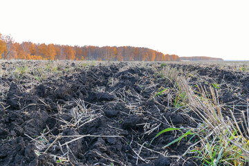 Agricultural field after harvesting cereal, autumn landscape at dusk or dawn of the sun