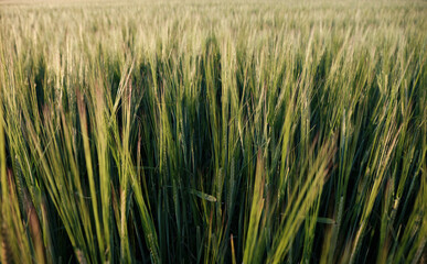 Fototapeta premium Wide angle view of wheat fields on a sunny evening in the South Downs National Park. The South Downs Way is a national trail popular with walkers located in East Sussex, South East England, UK.