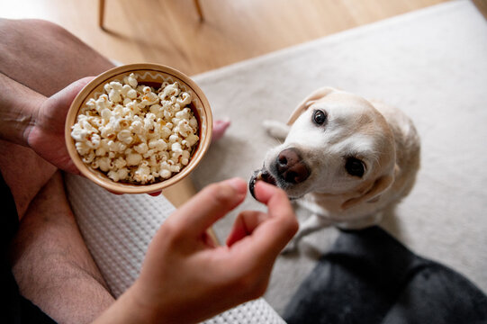 The dog begs for food. Labrador is a glutton. An elderly dog.