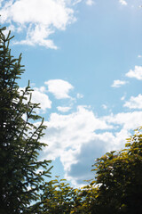 spruce and deciduous tree on a background of blue sky and clouds