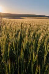 Naklejka premium Wide angle view of wheat fields on a sunny evening in the South Downs National Park with the sun setting over the Sussex Weald. 