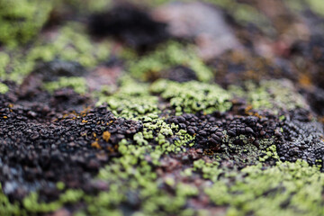 lichen on a rock