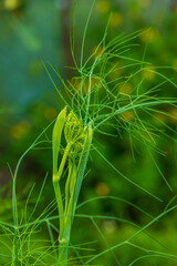 Fresh green fennel close up, background