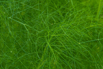 Fresh green fennel close up, background