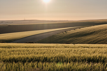 Wheat fields on a sunny evening in the South Downs National Park with the sun setting over the Sussex Weald. 