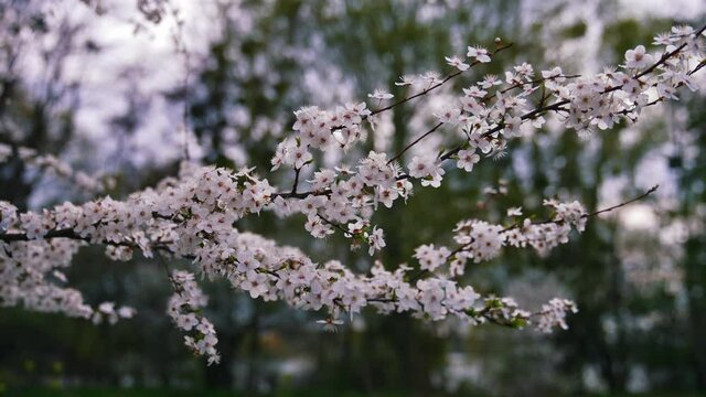 Blooming branch of a cherry tree. Beautiful white flowers on a tree on blur background. Great image for postcards. Flowering in spring.