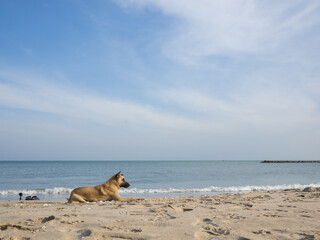 dog on the white sand beach in front of sea with space of blue sky