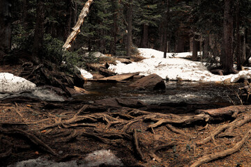Fototapeta premium stump