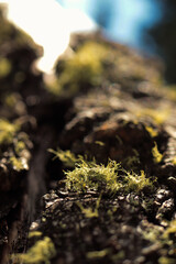 moss covered rocks