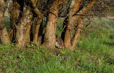 otter between the trees