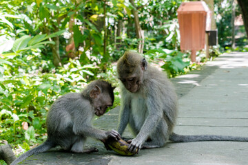 Monkeys on Bali, Indonesia