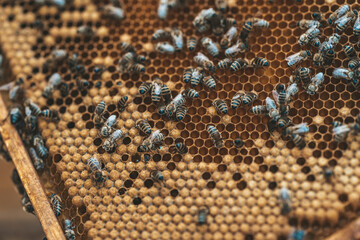 wax frame in bee hive, honey production