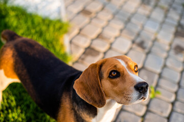 Beagle dog outdoors. Seeing for its owner.