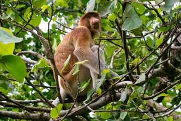 proboscis monkey on the tree in malaysian borneo
