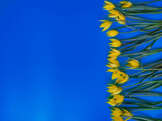 Bouquet of yellow flowers on turquoise background