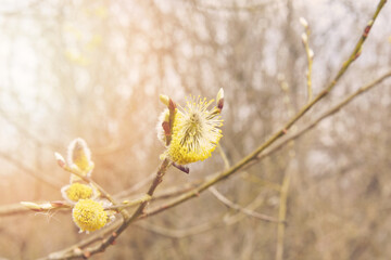 Yellow pussywillow in forest at sunset