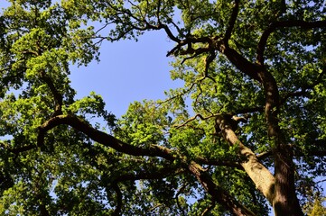 eine alte Eiche und blauer Himmel