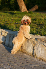 A small beautiful dog Yorkshire Terrier on a leash walks and plays