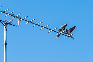 Swallow, hirundo rustica, perched on tv aerial