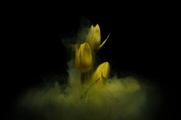 Yellow tulips under water with ink smoke