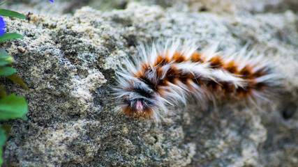 Colorful caterpillar