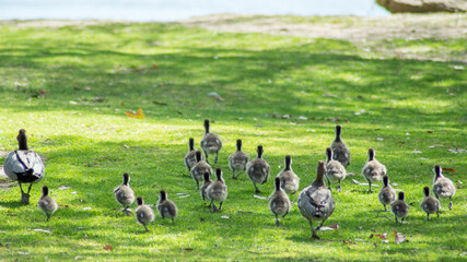Little ducks on the grass