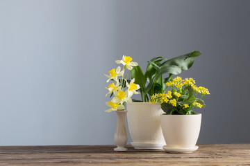 home plants in pots on  wooden table on  dark background