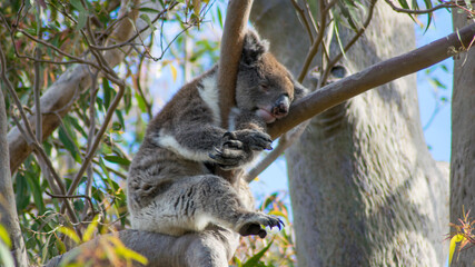 Koala Bear sleeping on eucalyptus tree