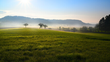 Agriculture sunny morning - countryside landscape with fruit trees, meadow, field and with morning dew and fog on spring or autumn. Farming. 