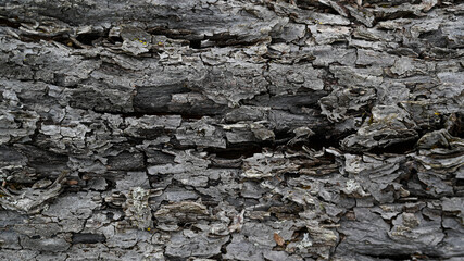 Bark of a tree