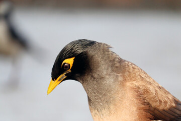isolated closeup common myna sitting on wall