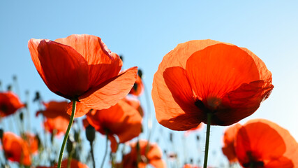 Blossom red poppy field for blue sky in summer.  - Powered by Adobe