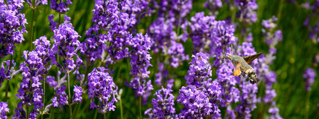 Moth on flowers