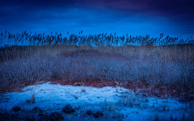 Moody twilight blue winter beach landscape. Bare bushes and wild reed plants waving in the wind over the sand dunes on Cape Cod.