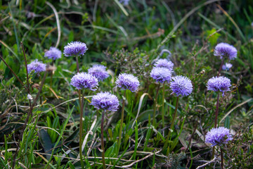 Magical forest climbing the highest Mountain