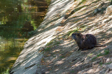Nutria near the water