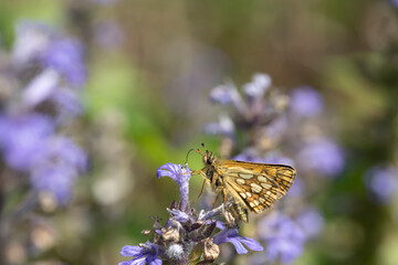 Chequered skipper (Carterocephalus palaemon) feeding nectar on blue blossoms.