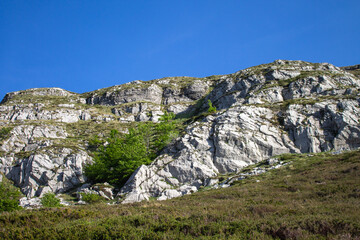 Magical forest climbing the highest Mountain