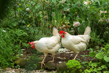galline