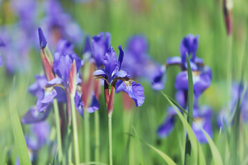 Nature background with spring flowers. Selective and soft focus.	