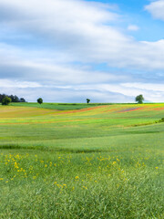 landscape with field and sky
