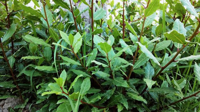 Laurel stimulates sweating, favoring the lowering of body temperature in case of fever. Anti-inflammatory and astringent properties