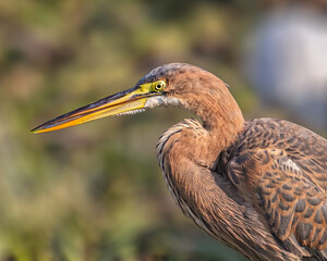 Purple Heron on a lake