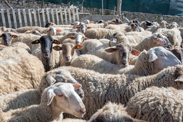 Group of curious sheep look towards the photographer