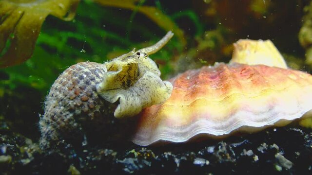 Gastropods mollusc netted dog whelk (Tritia reticulata), close up. Black Sea.